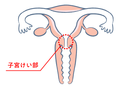 子宮けい部